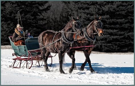 Pin by Cathy Washbush on Horses | Horses, Sleigh ride, Dashing through ...