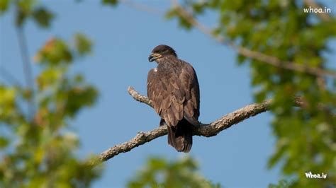 Eagle Sitting On Tree Branch