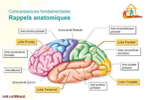 Medical infographic : le cerveau : rappels anatomiques - InfographicNow ...