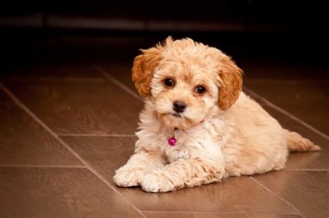 Maltipoo Puppy Free Stock Photo - Public Domain Pictures