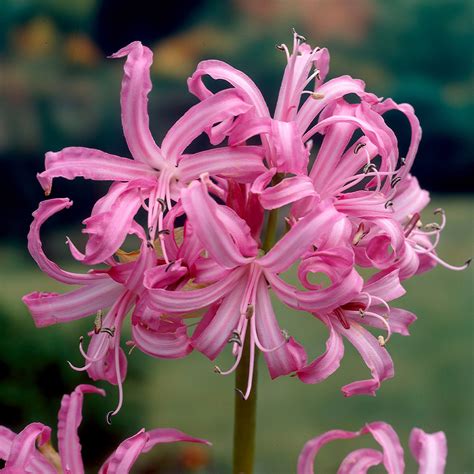 Nerine Bowdenii (11/12cm Bulbs) | J Parker Dutch Bulbs