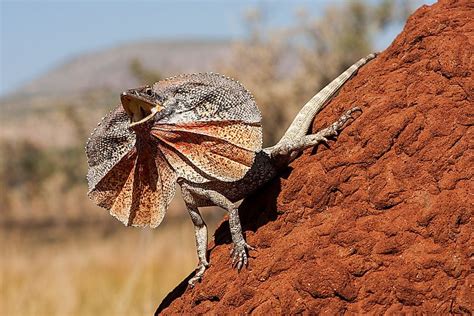 What Animals Live In The Australian Outback? - WorldAtlas.com