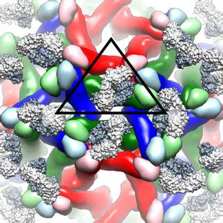 Capsid protein is important for the organization of the virus ...