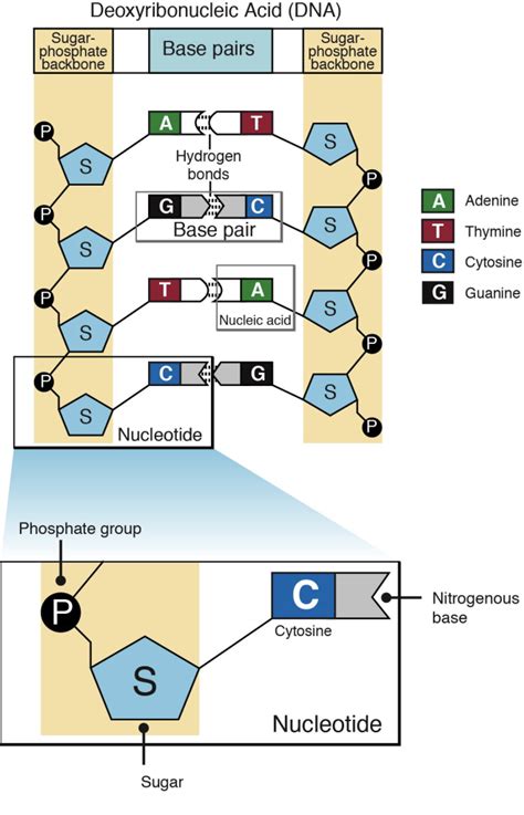 Nucleotide - Genetics Generation