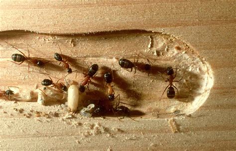 Termite Size Chart