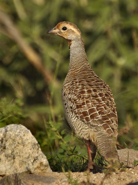 Karnataka Bird Festival, Hampi | Nature inFocus