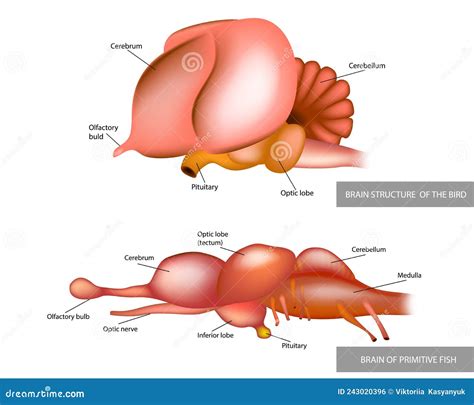 Anatomy of the Structure of the Brain of Birds and Fish.Comparison of ...