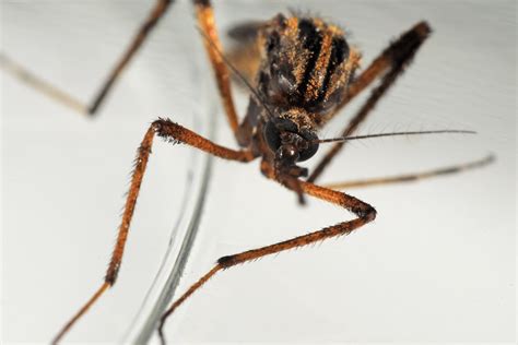 Perfect swarm: Giant mosquitos invade Florida | Grist