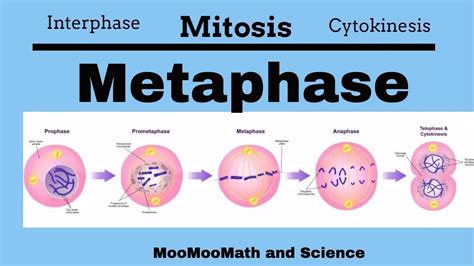 Metaphase |Mitotic Stages| | Middle school science, Middle school, Cell ...