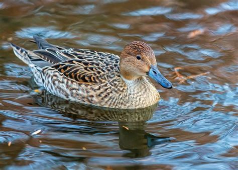 Pintail Hen | Breeds, Bird watching, Animals