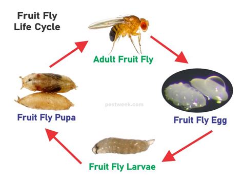 Fruit Fly Life Cycle With Pictures [How long Does it last] - PestWeek ...