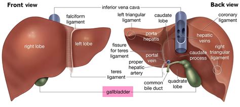 Liver - Function, Anatomy and Parts of the Human Liver