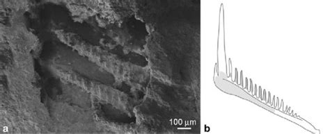 Class: Cephalopods and their radula | Cephalopod Radula under the SEM