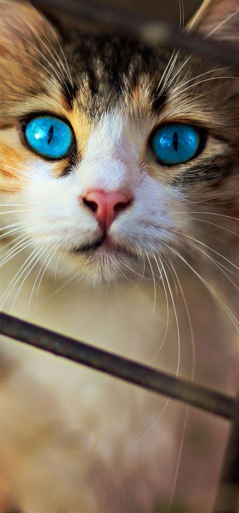 1242x2668 Cat Blue Eyes Iphone XS MAX ,HD 4k Wallpapers,Images ...