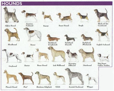 The 7 Dog Breed Groups Explained – American Kennel Club