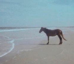 Man horse meme, but without the horse just the beach shore ...