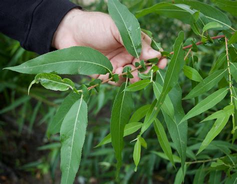 Salix nigra – Black Willow | Trees Canadensis