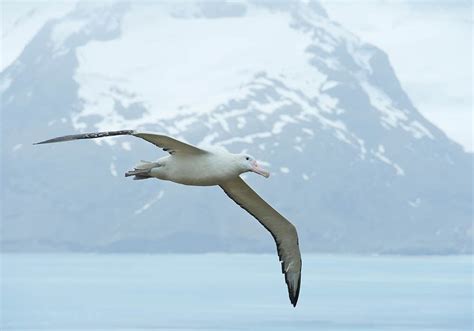 Wandering Albatross Wingspan: How Big it Is & How it Compares to Other ...