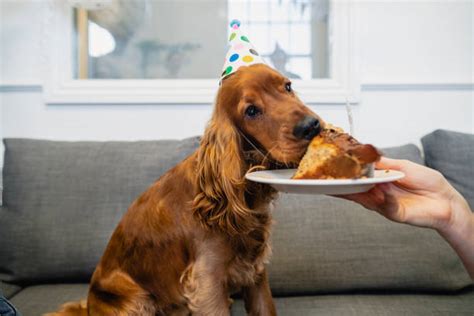 410+ Dog Eating Birthday Cake Stock Photos, Pictures & Royalty-Free ...