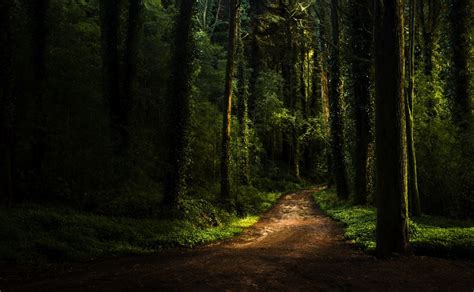 forest, Path, Dark, Moss, Plants, Grass, Sunlight Wallpapers HD ...