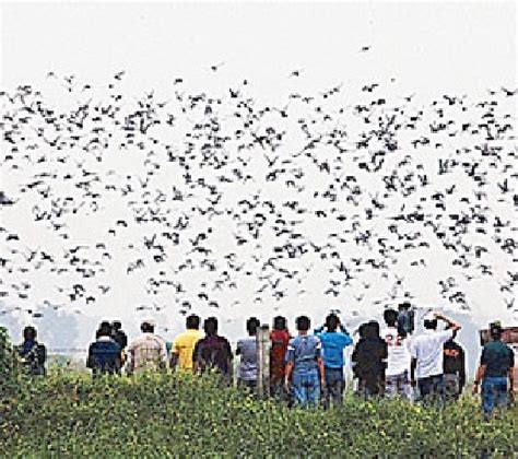 See the Candaba Bird Sanctuary in Pampanga | Travel to the Philippines