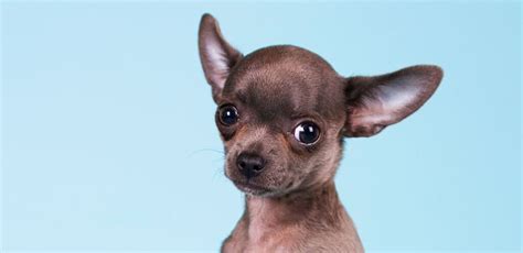 What Is A Blue Chihuahua?