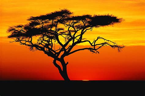 3840x2160px, 4K Free download | result for lion king sunset. Sunset ...