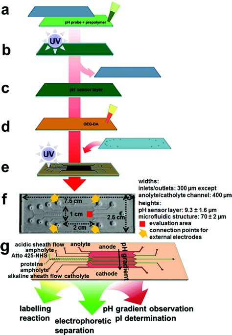 Continuous on-chip fluorescence labelling, free-flow isoelectric ...