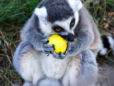 Ring Tailed Lemur Eats Fruit Stock Photo - Image of safari, rods: 230518144