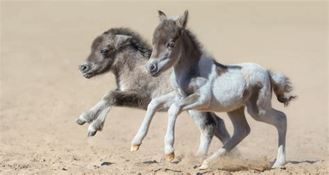 5 Smallest Horses & Horse Breeds in the World (Facts, Pictures & FAQs)