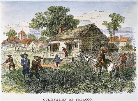 Tobacco Plantation Nthe Cultivation Of Tobacco In 17Th Century Virginia ...