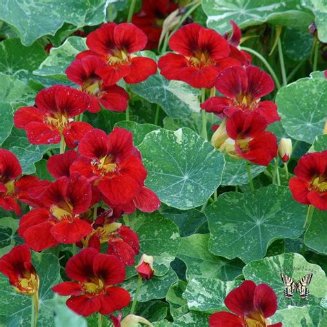 Favorite Trailing Nasturtium Varieties Diy Flower Boxes For Fences