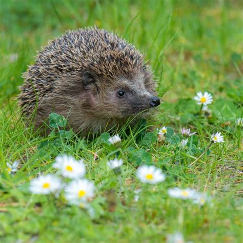 It's time to hibernate, Hedgehog! - GardenBird