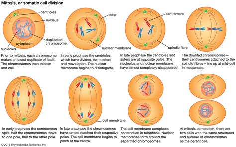 Stages Of Mitosis Labeled Diagram