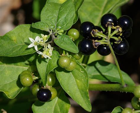 Herbal Plants That The Paliyar Tribals In Tamil Nadu Use As Medicine