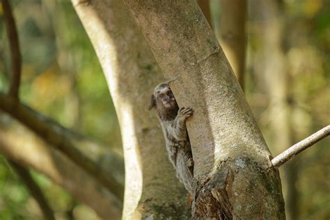 Marmoset Photos, Download The BEST Free Marmoset Stock Photos & HD Images