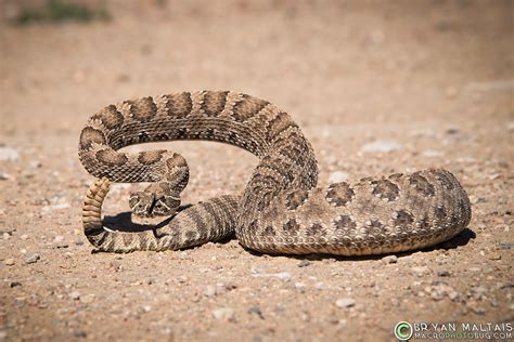 Prairie Rattlesnake