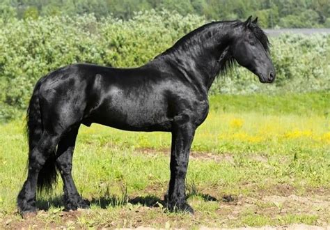 Friesian Horse Breed Guide: Facts, History, & Colors