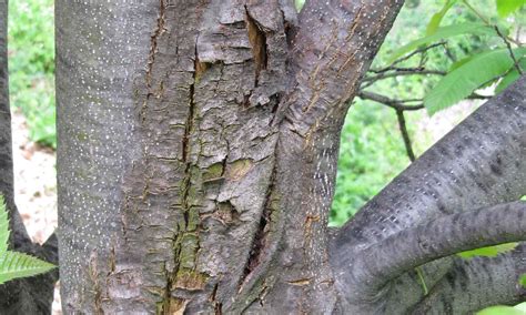 Horse Chestnut Tree Bark