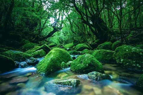 5 Karakteristik Hutan Hujan Iklim Sedang yang Termasuk Jenis Hutan ...