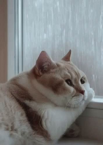 Rain Dreary GIF - Rain Dreary Cat - Discover & Share GIFs