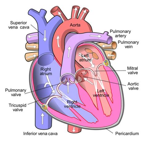 Third heart sound - Wikipedia | Heart valves anatomy, Human heart ...