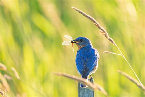 Insect Eating Birds: Do Birds Eat Bees, Mosquitoes and Butterflies?