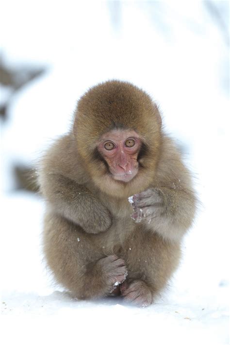 Snow Baby | Snow monkey