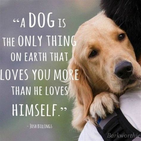 letuspin.com | Dog quotes, I love dogs, Animal quotes