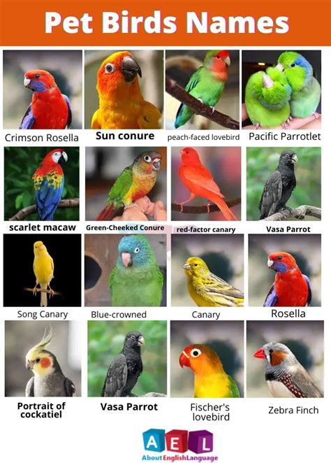 Useful Pet Birds Name | 100+ List – Learn English online free