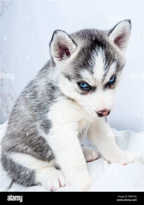 8k Extremely Detailed Realistic Clear Cute Week Old Husky Puppy With ...