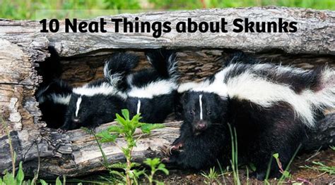 About Skunks - Canada's LOCAL Gardener magazine