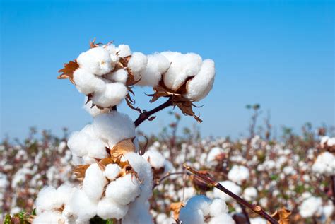 IOT in Cotton farming and factors affecting Growth of Cotton