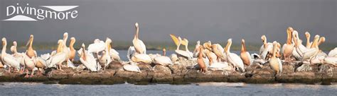 Lake Tana hippos and birds, Ethiopia – DivingmoreDivingmore